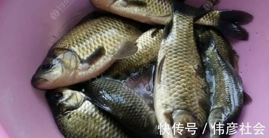 被大鲫鱼独宠的饵,老钓手都在用,大鲫鱼再贵我都不吃