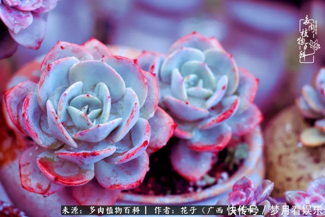 为了爱情|为了爱情来到陌生城市,偶遇多肉,地老天荒的爱恋!