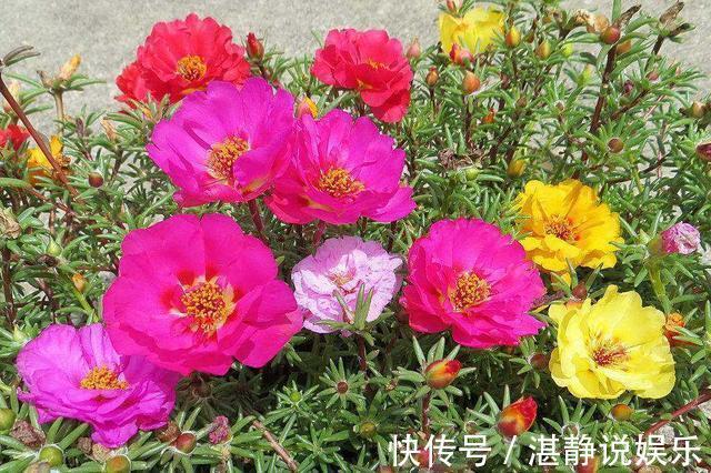 倒伏|太阳花根茎软倒伏不开花,抓紧时间“剃光头”,夏末还能开一茬