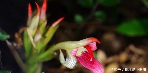 野生|农村常见的野生“紫茄子”如今走出国门，被称国家A级绿色食品