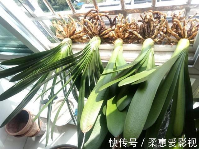 君子兰有“6怕”,难怪总是养不好,新手规避