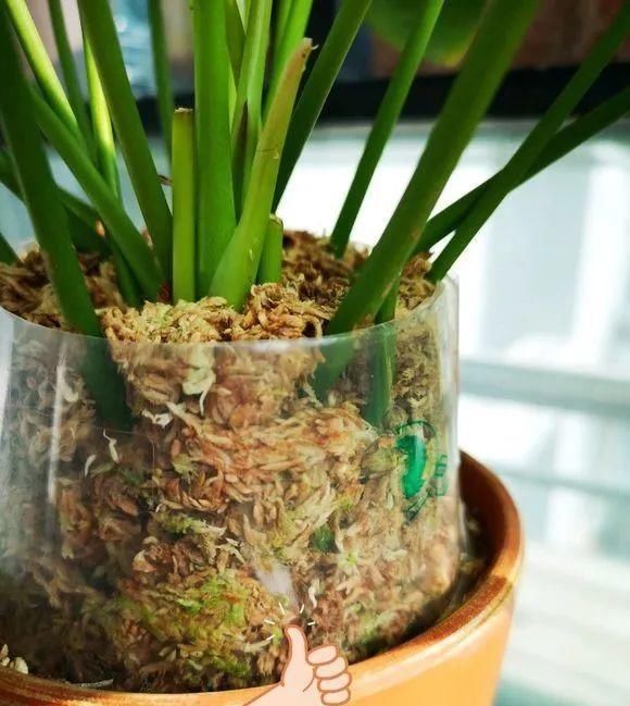  长寿|一棵长寿的花，124个花箭，开花，锅盖打开的方法