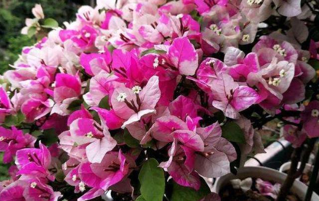 三角梅迟迟不开花,4个方法催花,2个月后就开花,又多又鲜艳