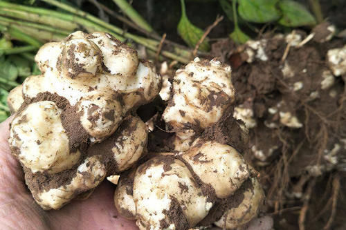 下饭|扔土里就猛长,腌咸菜是一绝,以前拿来下饭,如今想铲除却很难