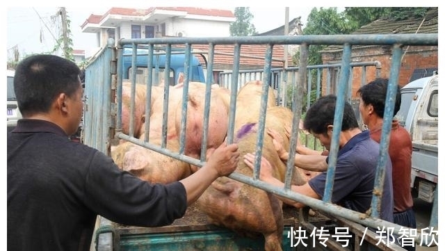 易游娱乐城- YY易游体育官方网站- 易游体育APP乡镇兽医站普遍呈现年龄偏大后继乏人 月薪八千难招人：兽医去哪了