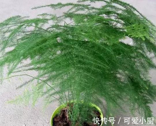 文竹长得太难看，教你5招小技巧，让株型变丰满，观赏性高