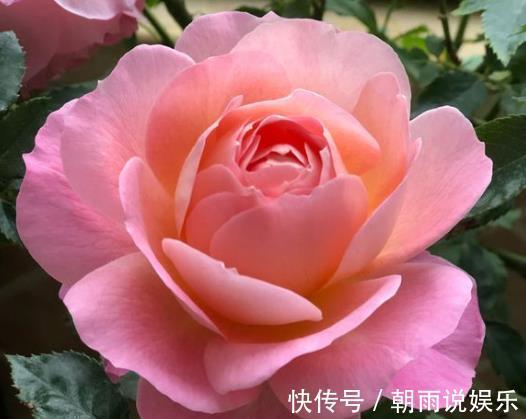 长寿花|什么果皮水、淘米水都不如“1勺它”,养花没异味,养分充足!