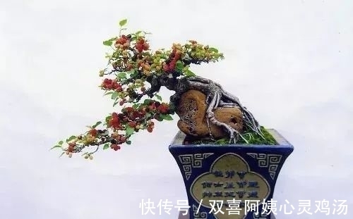 马尾松|徜徉盆景40余年的“盆景迷”