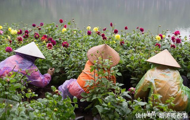 网上买花木,是我不得不说的病!大家都交过宿迁神苗的智商税吧?