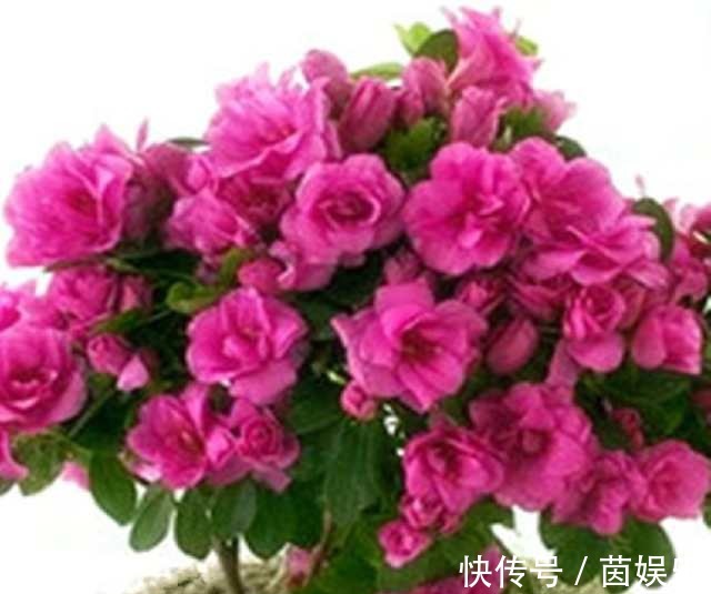 用上这几招,养什么花都枝叶翠绿,花开爆盆