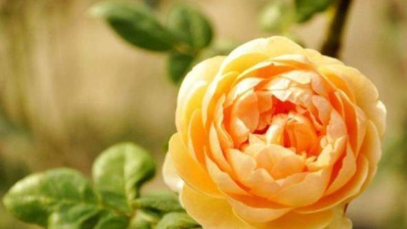 农历|农历7月22日开始,居家养这几款植物,阳台开出花海,花色美丽