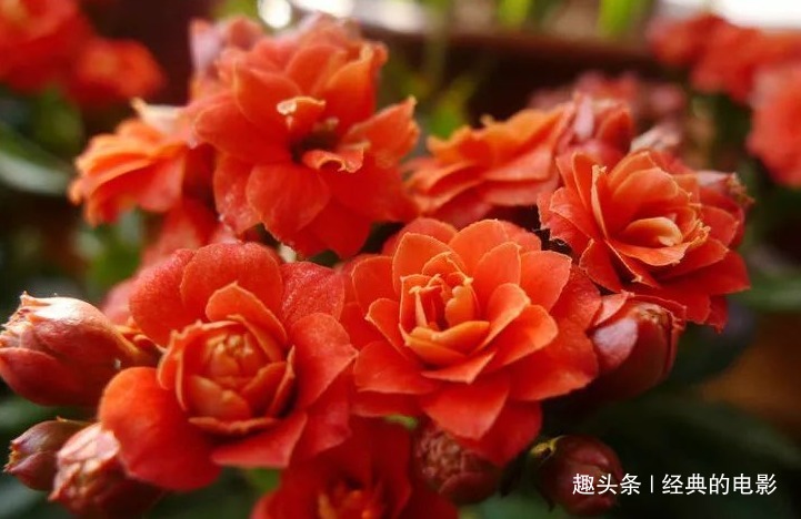 此花小巧玲珑株型紧凑，叶片翠绿花色丰富，是福寿吉庆的长寿之花