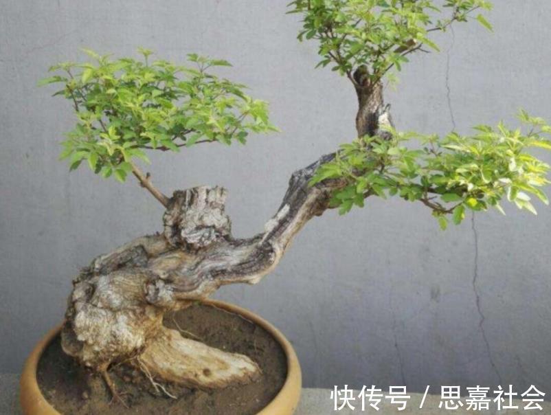 你看不上眼的黄荆,我拿来制成盆景,既好看又值钱