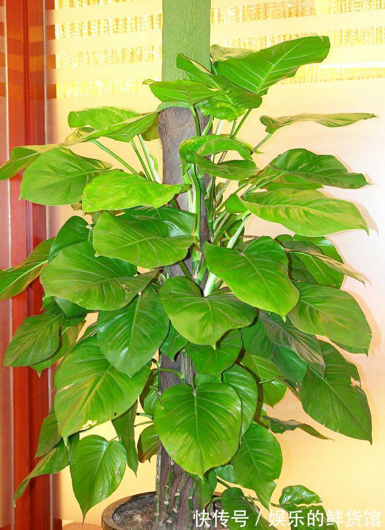 客厅|客厅摆放的4种绿植，不仅四季常青，还高贵典雅，品位不俗