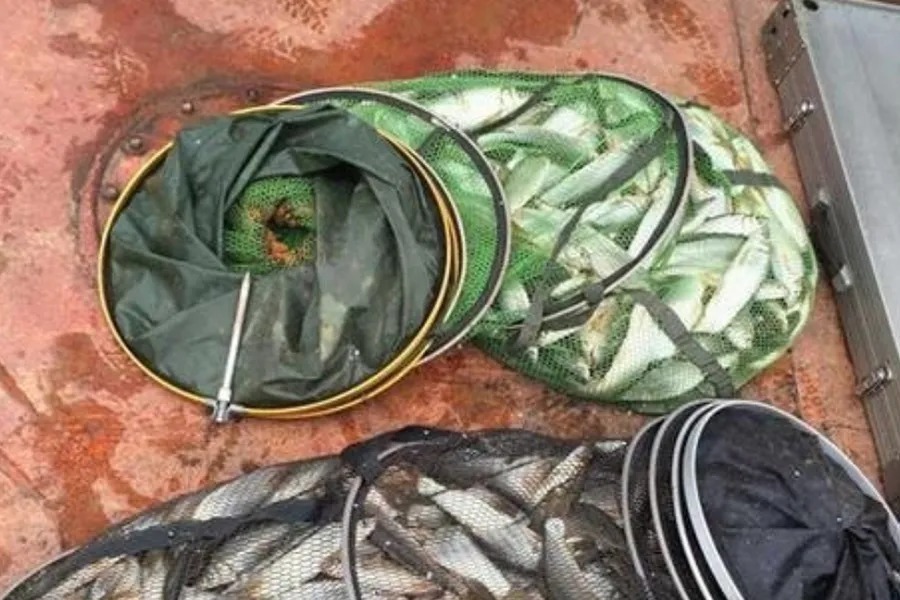 大板鲫|冬天一冷,大鲫鱼反而更好钓,二十年老司机:这套路多数人学不来