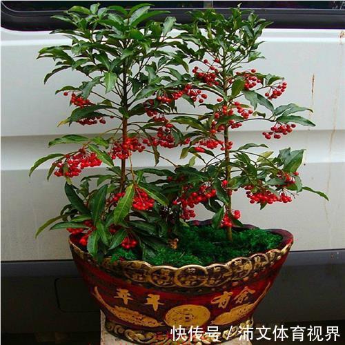 过年买花要“会挑”，4种花养家里“大吉大利”，谁看都有档次