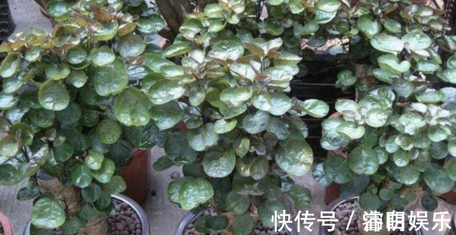 4种花“镇宅又招财”,顺风顺水,添福添运添富贵,红火一整年!