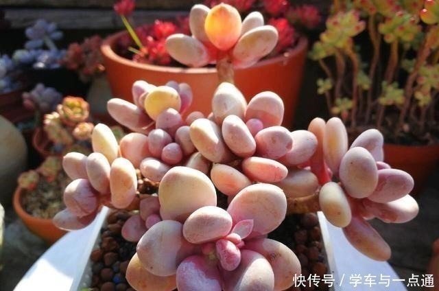 数以万计的多肉,知道这四大类,你就是多肉词典!