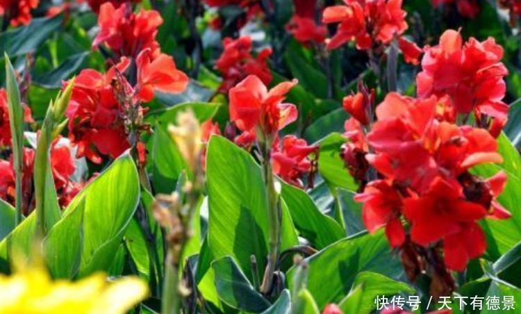 颜值超高的几种花卉,要型有型,要香有香,花开富贵、吉祥又喜庆