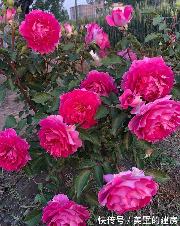 品种|懂花的人,钟爱4种花,开花容易爆,简单好打理