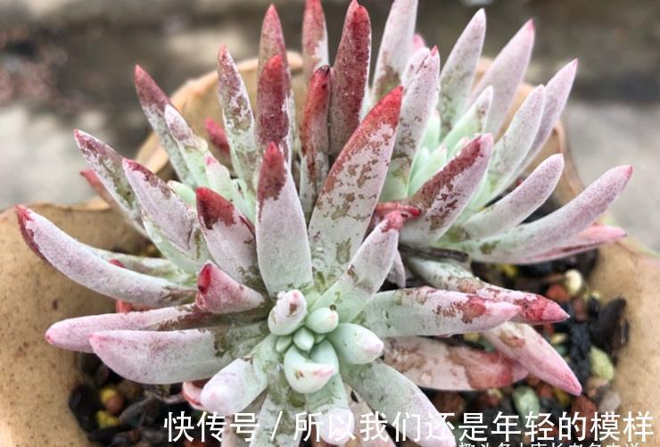 休眠|多肉爱杜丽丝好不好度夏?如果你像我这样养的话,那度夏自然不难