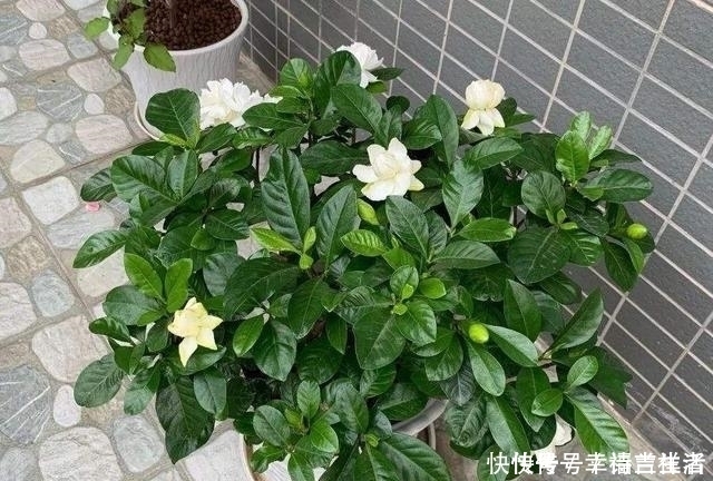 栀子花|扦插月季、栀子花、三角梅，只用一个矿泉水瓶，插出满满大白根