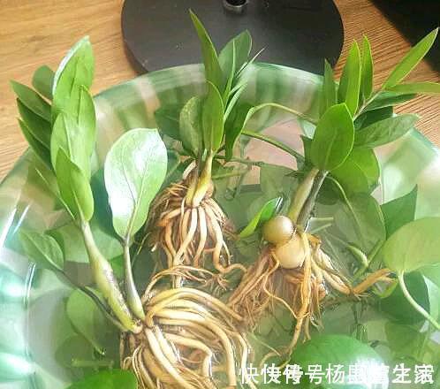 根系|金钱树“很特殊”,土豆茎上挤满芽,懒人才能养好它