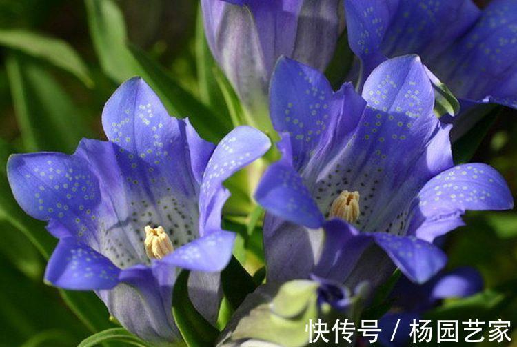 高颜值|8月6日-8月21日,庭院选这几款花,高颜值网红花,沾土就能活