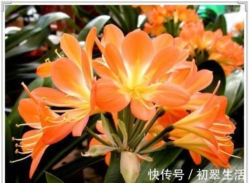 养君子兰，给它喝一勺神仙水，几勺下去，比花肥都管用！