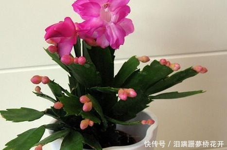 小技巧|家养蟹爪兰习惯性不开花学会这三个小技巧，轻松爆出大花球