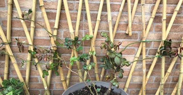 月季横拉很简单,做好这四点,芽点萌发多,花开多又美