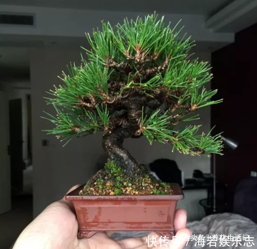 黑松盆景|黑松盆景不发芽,做好“4个”主环节,生长旺“出芽”率高!