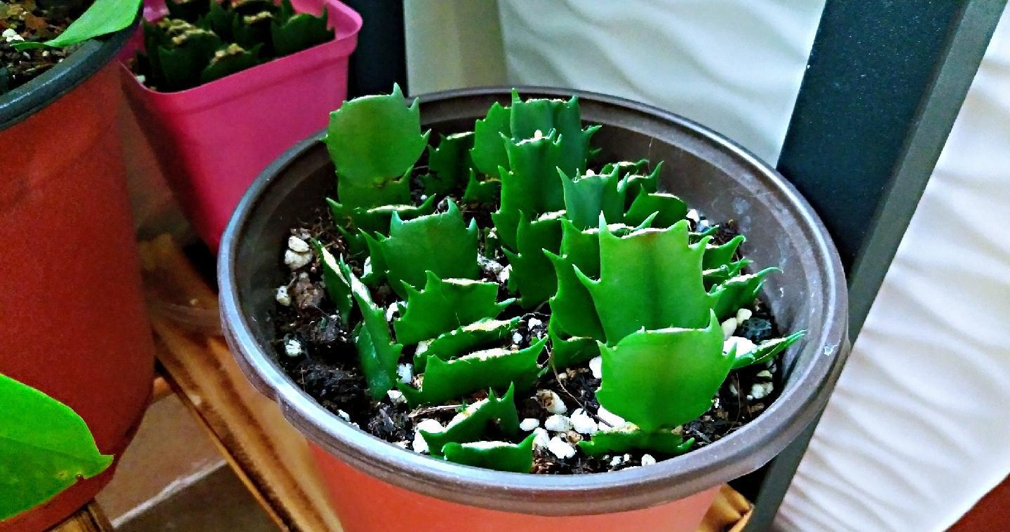 9种漂亮花，现在扦插“正当时”，喜欢别错过