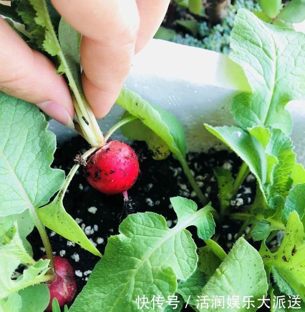 阳台|婆婆在阳台种“高钙菜”，15天摘“1篮子”，口感爽脆能“减肥