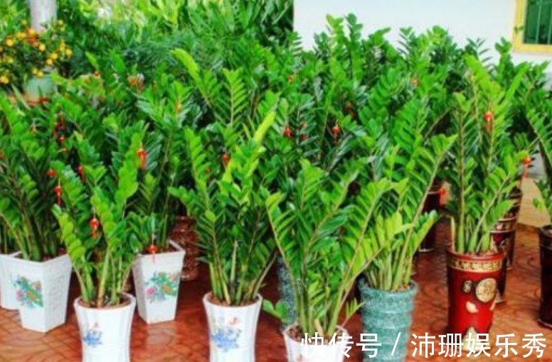 3种花自带“财运”,养家里一盆,财源广进,好运滚滚来!