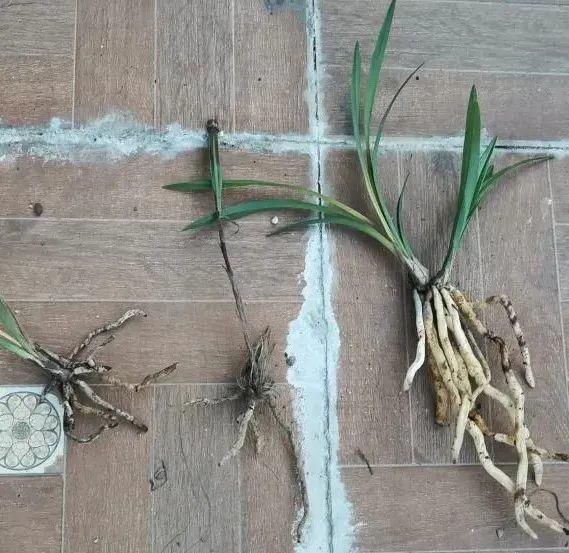 浇水|警惕秋老虎，别让你的花，度过夏天，却死在秋天