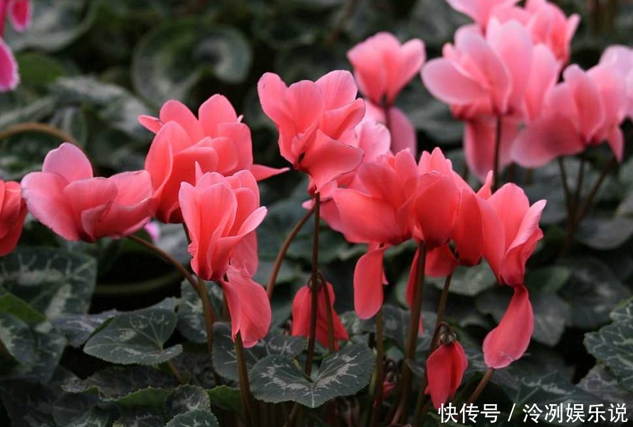 超美|2款适合新手种植的花,一养就爆盆,花大色艳,四季都开花,超美