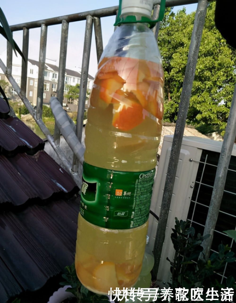 老花匠|老花匠的橘子皮从来不扔,晒干储存,用来养花好处多多