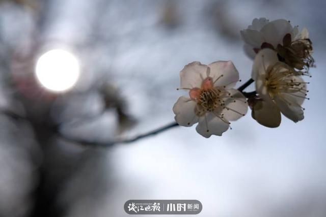 开工第一天 满目春色入镜来，摄友说我们每天都“开工”