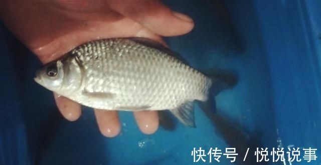 野钓|野钓大半辈子,竟然才知道诱鱼最管用的方法,你尝试过了吗