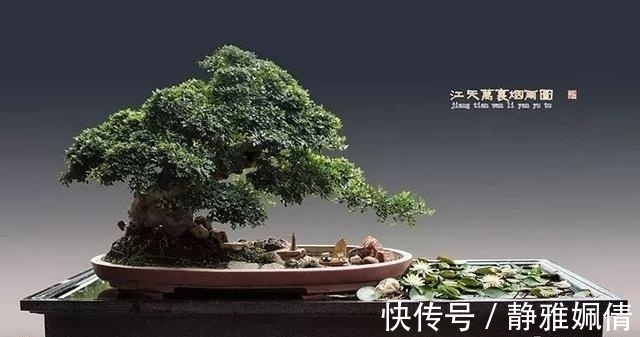 新貌|一组盆景作品欣赏，能达到法严、形美、意放、韵胜才是佳作