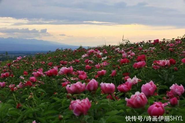 | 那些花儿|魅力伊犁 | 魅力