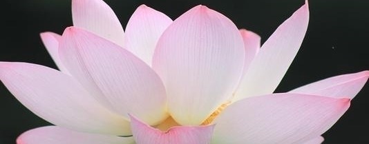 红蕖&荷花有33个名字，不说不知道，12首经典古诗词，都是写荷花的