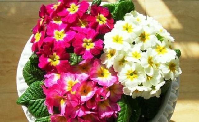 油桶|家中常见3种事物，是顶级养花“神器”，见到别浪费，养啥花都旺