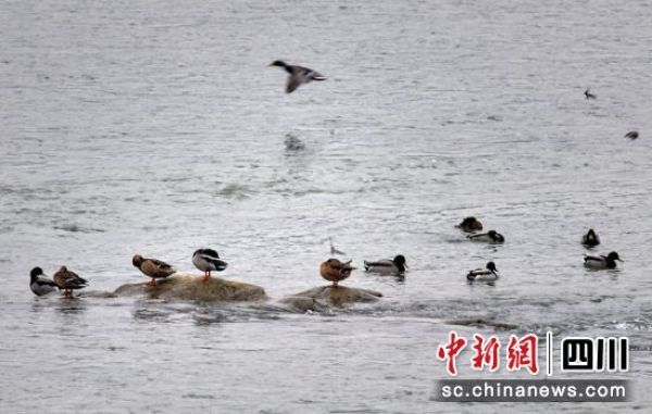 眉山彭山区：成群赤麻鸭岷江栖息成景观