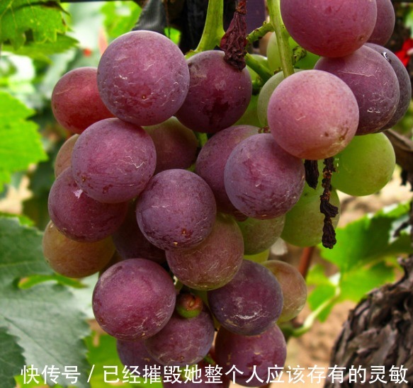 葡萄|女性晚上当零食吃几颗,排出子宫毒素,皱纹不见了,皮肤水嫩嫩