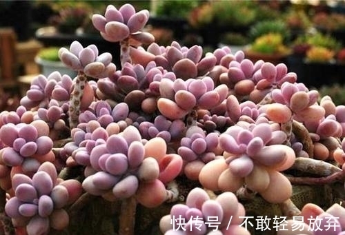 新手养多肉桃蛋,学会一个小技巧,养出粉蛋,长成老枝,美极了!