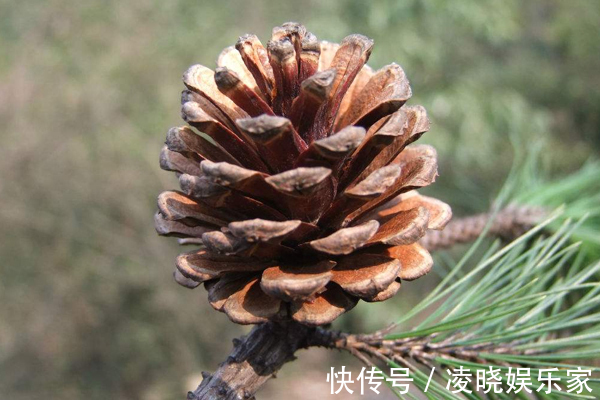 发育|此物可以预防便秘，小孩吃了补脑、抗疲劳，身体发育也迅速了