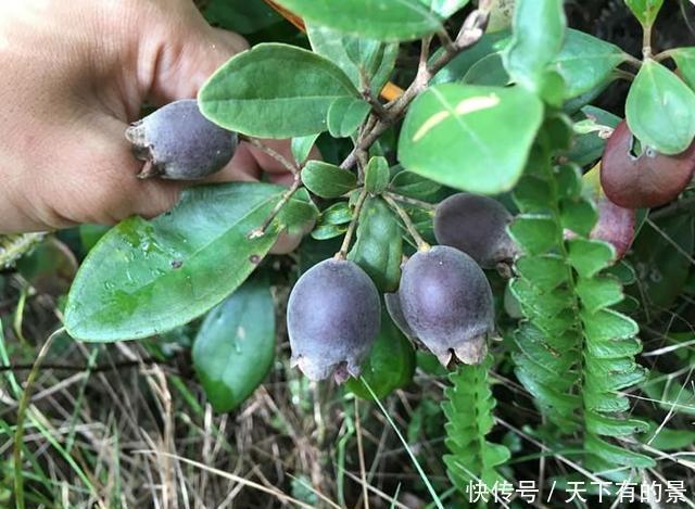 捻子|山中一种野果,人称“山捻子”,一点不起眼却价值高