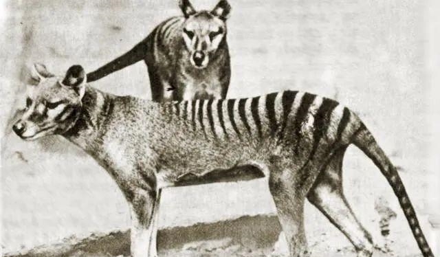 动物|一百年来,中国灭绝了多少动物?